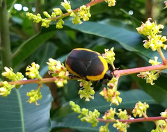 Pachnoda