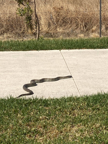 Tiger Snake sighting