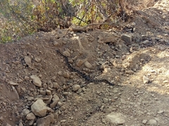 Crotalus molossus oaxacus