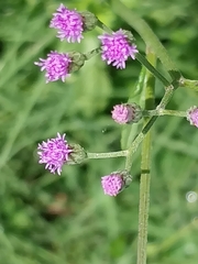 Cyanthillium cinereum image