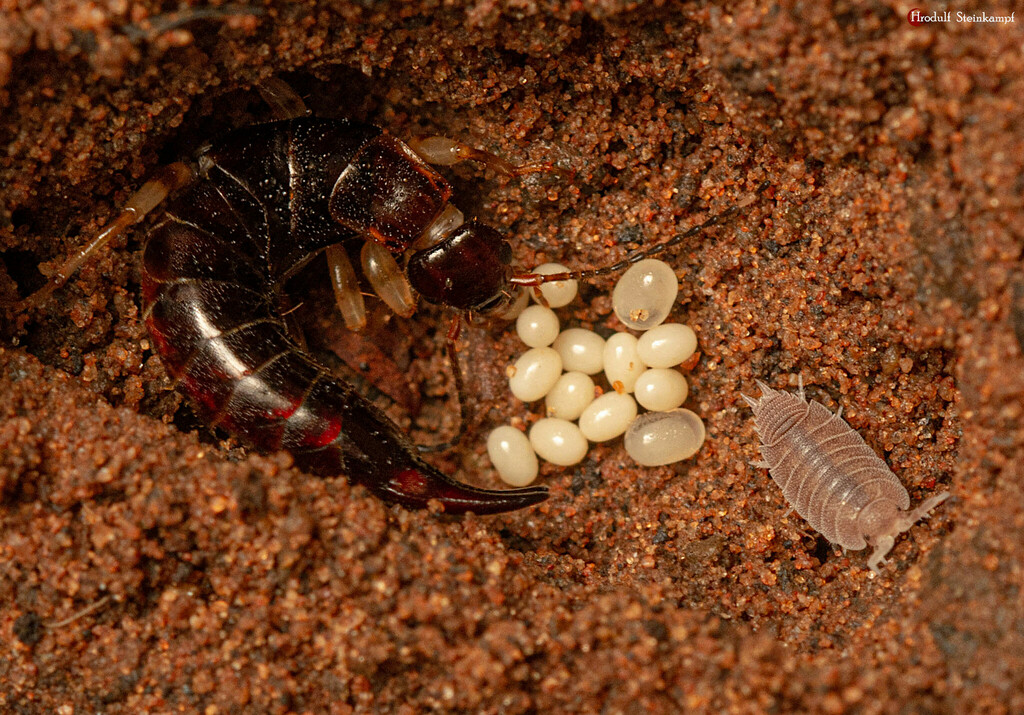 Ring-legged earwig (Euborellia annulipes)