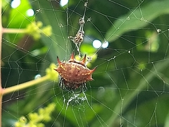 Gasteracantha curvispina
