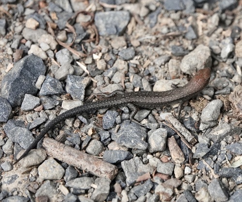 Garden Skink, Lampropholis guichenoti