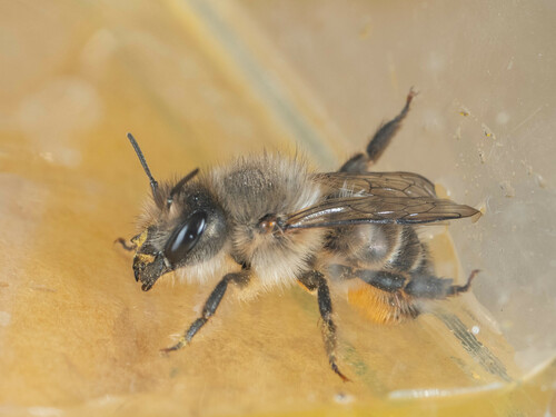Osmia excavata