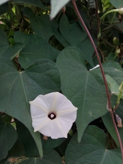 Ipomoea obscura image