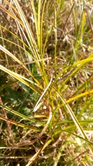 Carex hirta