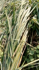 Carex acutiformis
