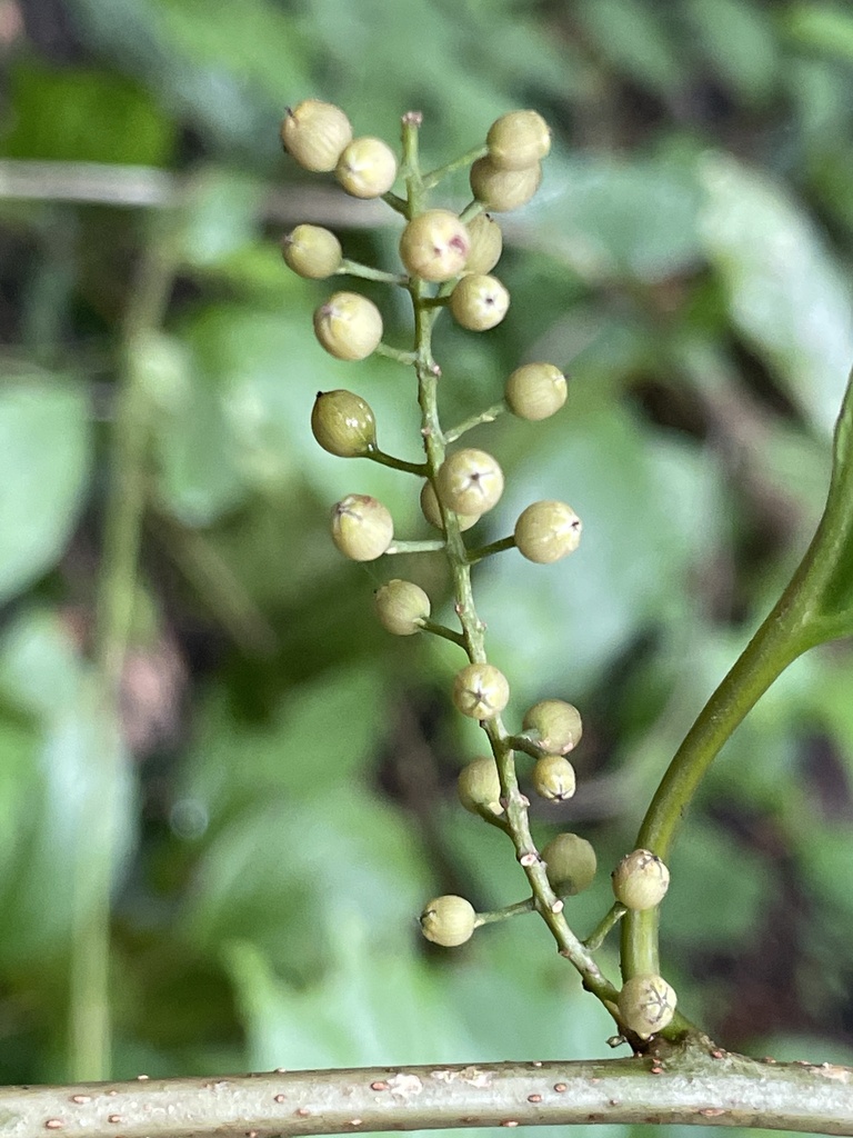Maesa denticulata (Maesa denticulata)