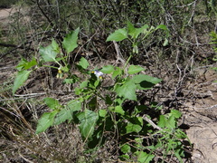 Solanum tweedianum