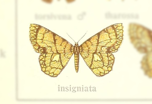 Cyclophora insigniata