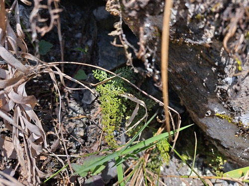 Asplenium pulcherrimum, 2023-03-01