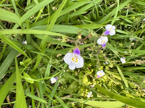 Mazus fauriei (Mazus fauriei)