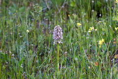 Neotinea conica