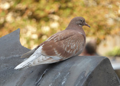 Columba livia domestica