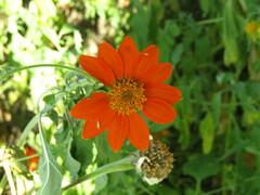 Tithonia rotundifolia image