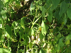 Tithonia rotundifolia image