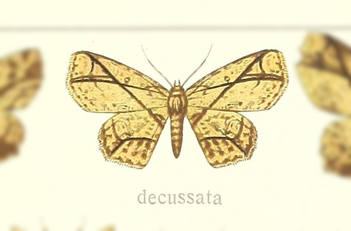 Cyclophora decussata