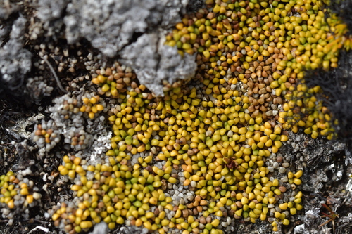 Phyllachne rubra (Phyllachne rubra)