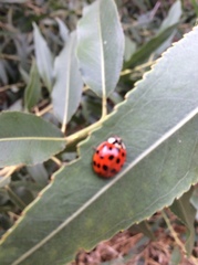 Harmonia axyridis