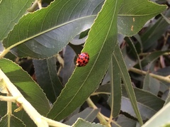 Harmonia axyridis