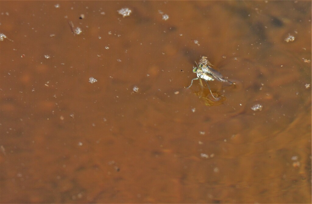 Hydrophorus praecox