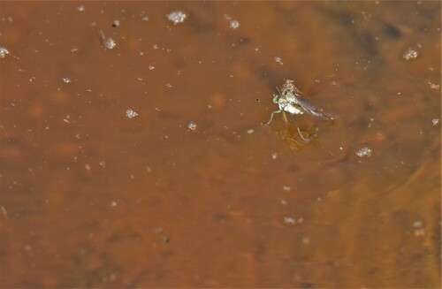 Hydrophorus praecox