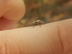 Eudiagogus rosenschoeldi