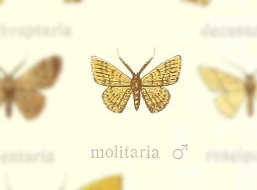 Pleuroprucha molitaria