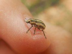 Eudiagogus rosenschoeldi