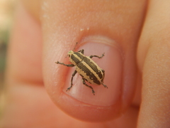 Eudiagogus rosenschoeldi