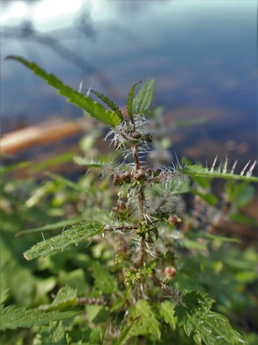 Image of Urtica perconfusa by (c) Mike Bowie, some rights reserved (CC BY)