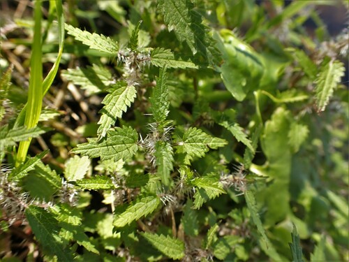 Image of Urtica perconfusa by (c) Mike Bowie, some rights reserved (CC BY)