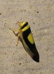 Colladonus clitellarius
