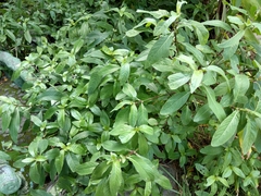 Hygrophila pogonocalyx