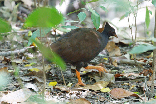 Orange-Footed Scrubfowl