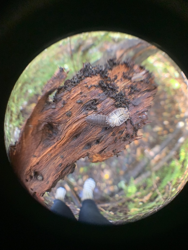 Curly Woodlouse from Springston 7674, New Zealand on March 22, 2023 at