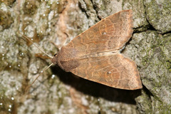 Xanthia ocellaris