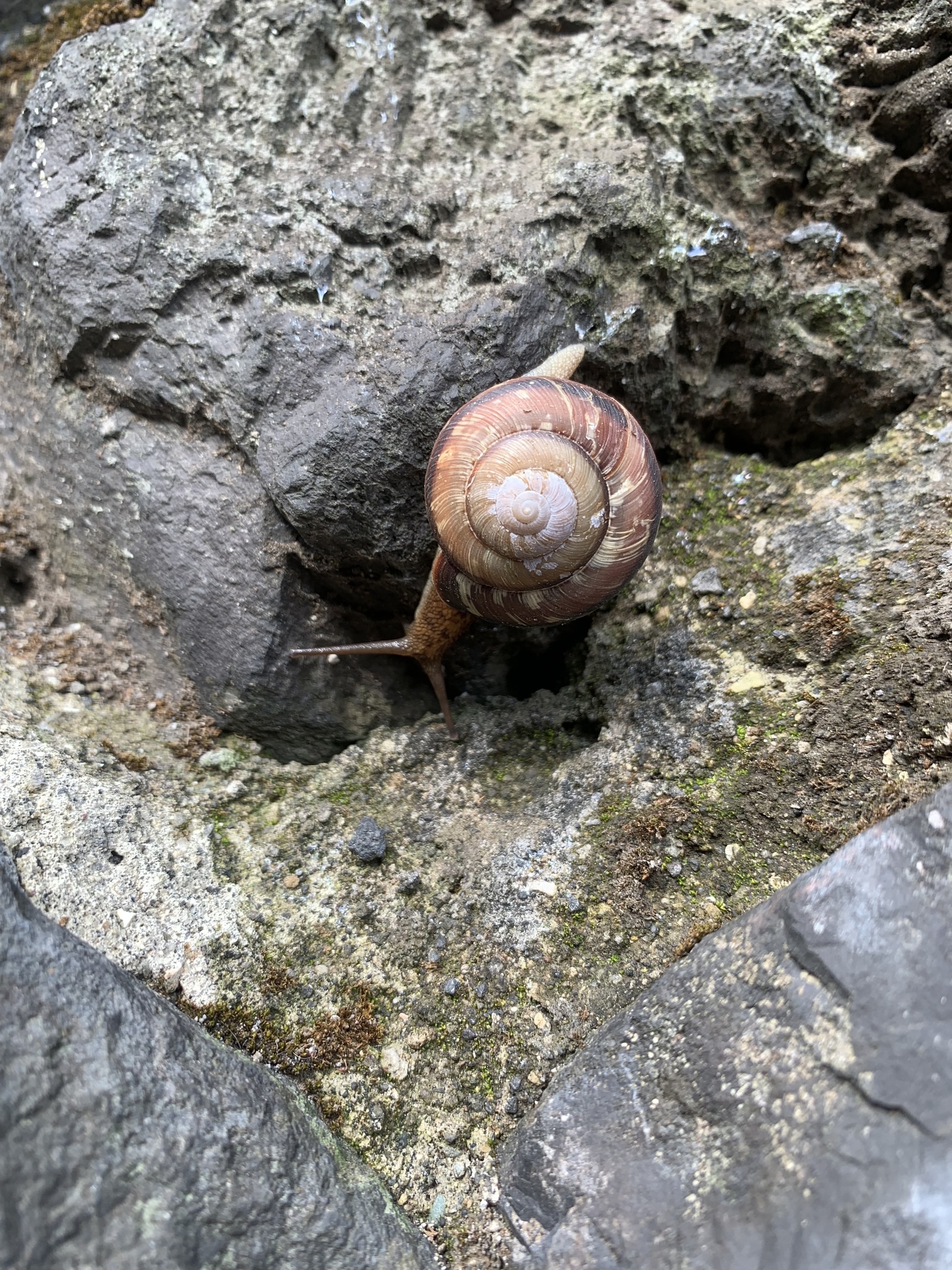 Euhadra peliomphala simodae