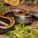 Common Slug-Eater - Photo (c) Tim Brammer, some rights reserved (CC BY-NC), uploaded by Tim Brammer