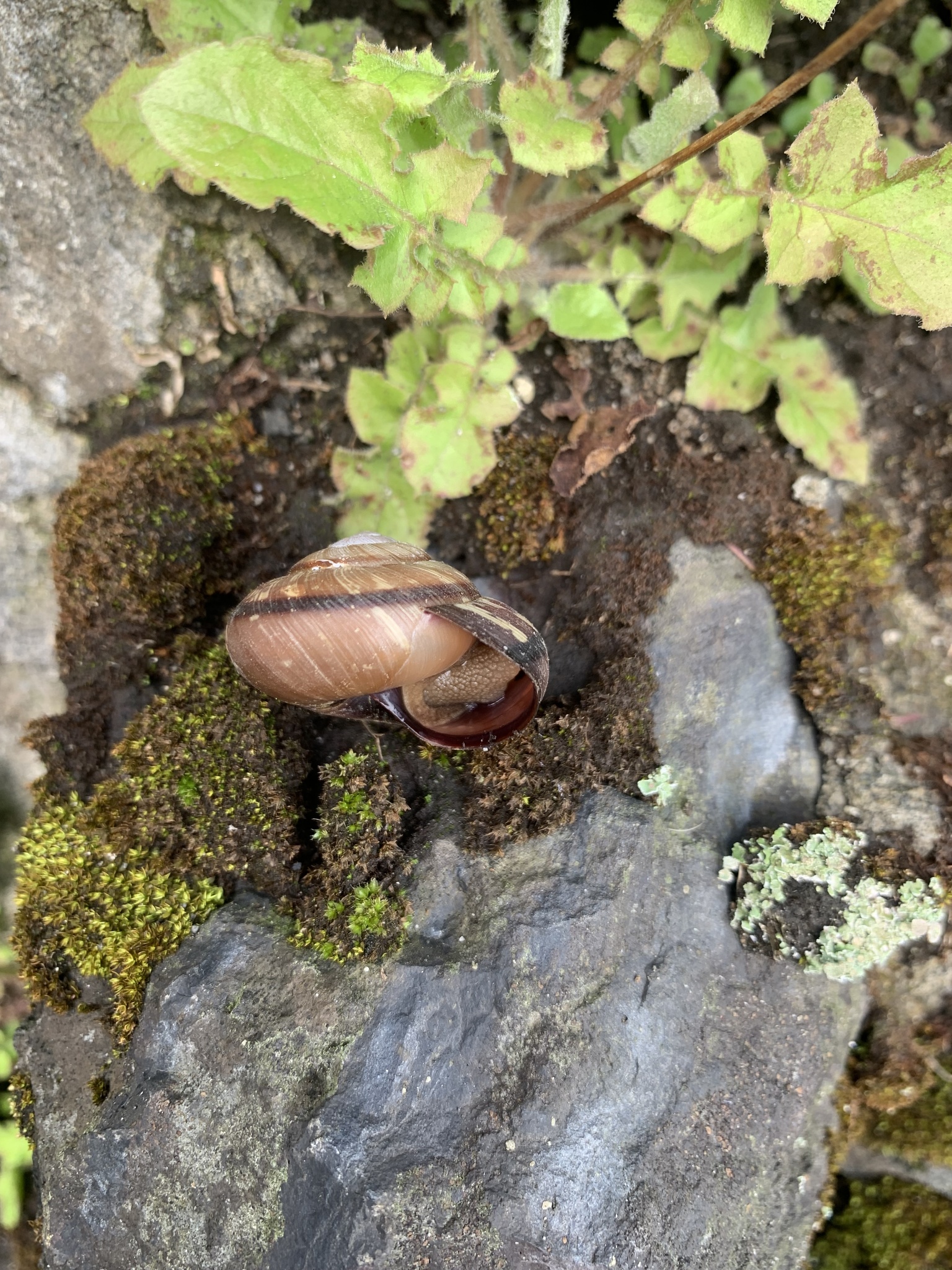 Euhadra peliomphala simodae