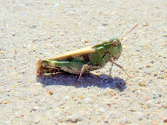 Encoptolophus costalis