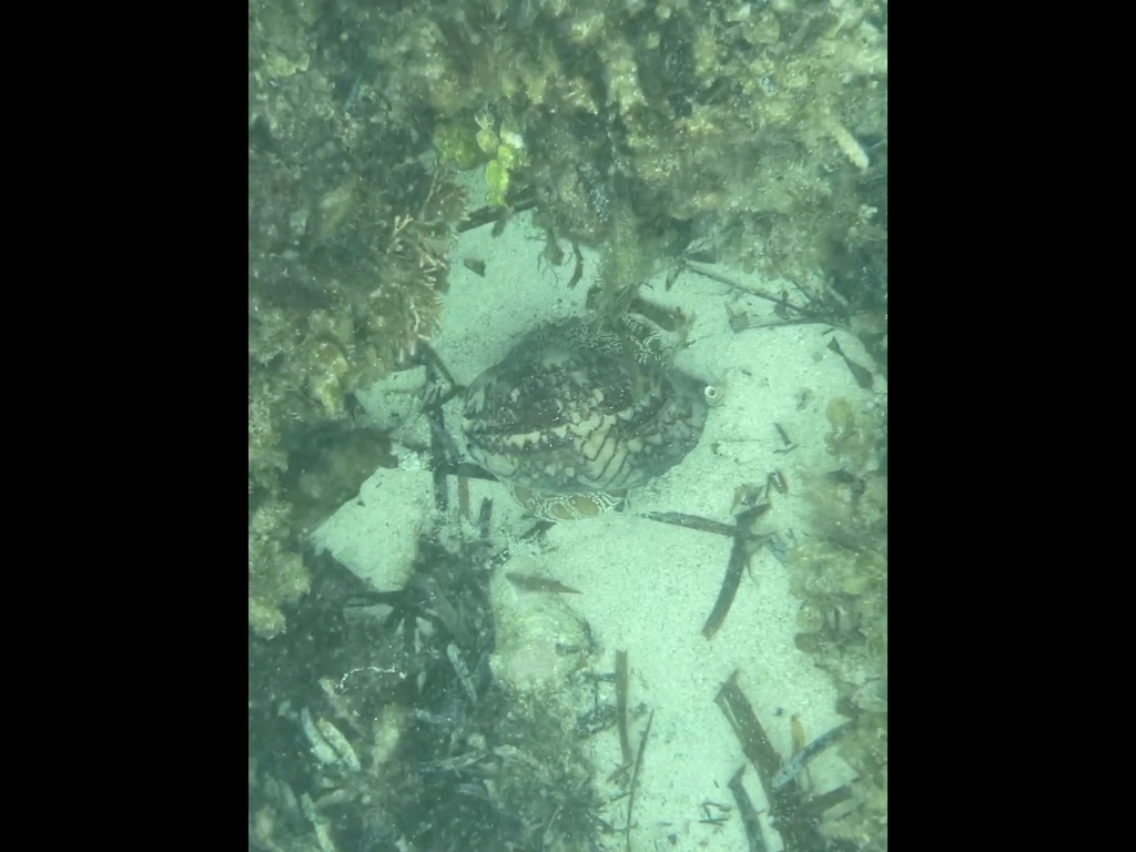 Southern Baler from Catherine Bay, Rottnest Island, WA, AU on March 22 ...