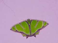 Agathia angustilimes