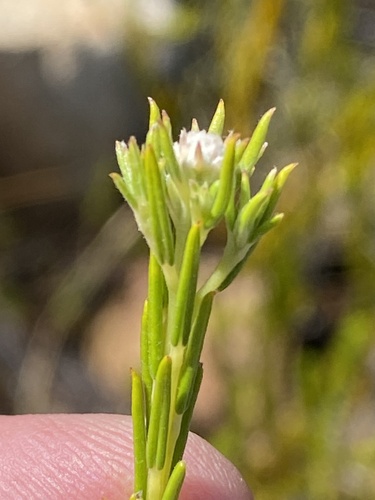Phylica cryptandroides (Phylica cryptandroides)