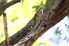 Meliphaga notata