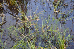 Urochloa platyphylla