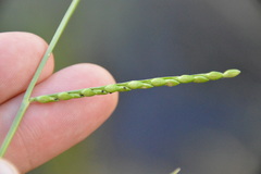 Urochloa platyphylla