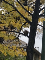 Tamiasciurus hudsonicus