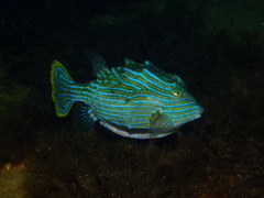 Shaw's Cowfish photo 3
