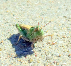 Encoptolophus costalis